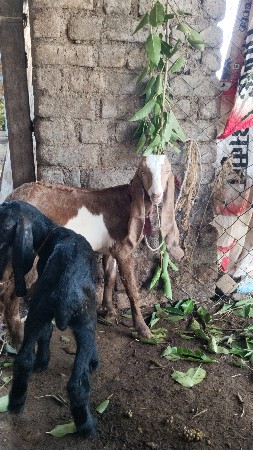 હૈદરાબાદી બકરા વેચવાના છે