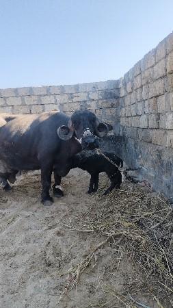 थंबनेल 2