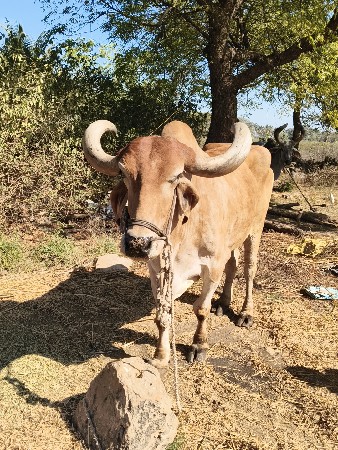 4ધરનો બળધ