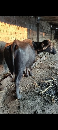 ભેંસ વેચવાની છે