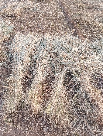 જવાર સાર વેચવા ની છે