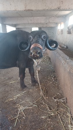 ભેંસ વેચવાની છે