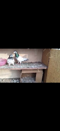 kabootar vechvana che