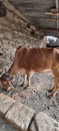 ગાય વેશવા ની સે