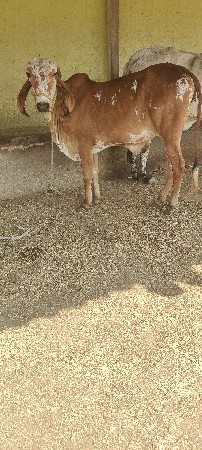 थंबनेल 3