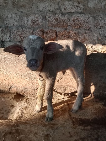 ભેંસ વેચવાની છે