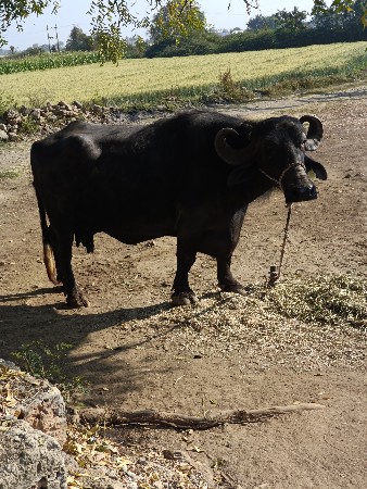 थंबनेल 3