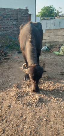 પેલું વેતર ખડેલું વેચવાનું છે