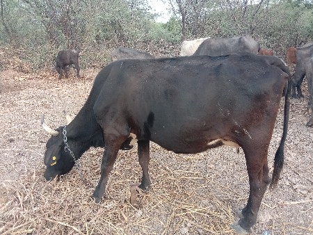 hf જરશી ગાય વેચવાની છે