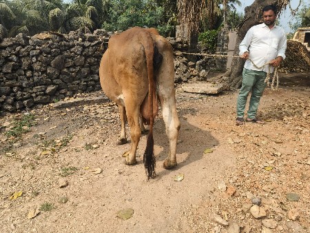 ગાય વેચવાની છે