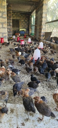 દેશી મરઘા પાથડા