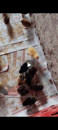 સોનાલીના બચ્ચા એક દિવસના