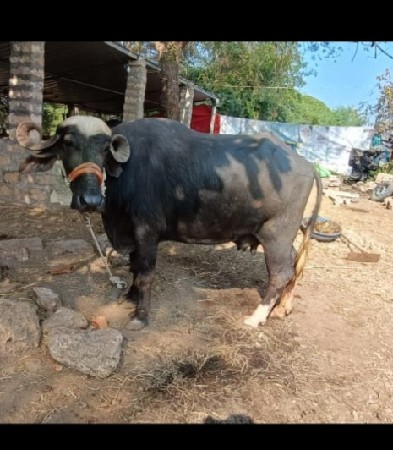 થંબનેલ 2