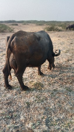 ભેંશ વેચવાની છે