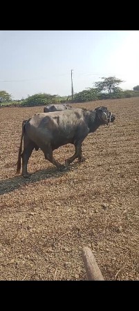 પાડો વેચવાનું છે