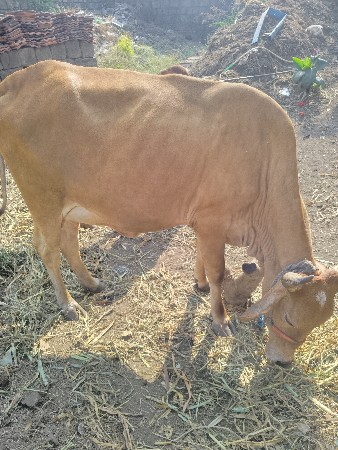 ગાય વેચાની છે .