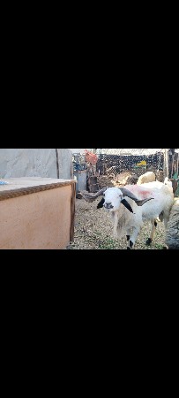 સિંગડાવાળો ઘેટો 8 દાતે પૂરો છે