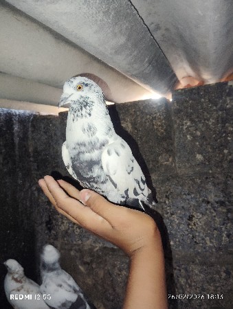 કબૂતર વેચવાના છે