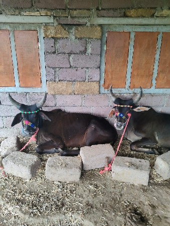 ગોઢલાવેચવાનાછે