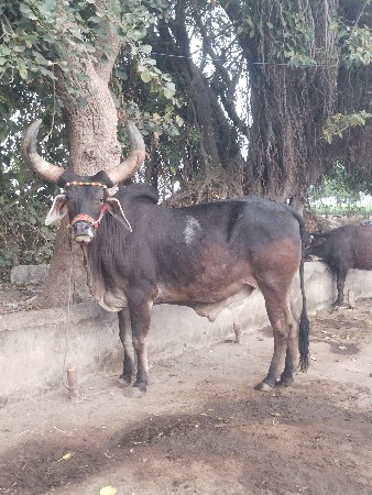 બળદ વેચવાનો છે