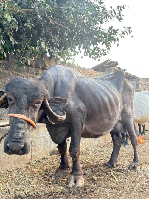 थंबनेल 3