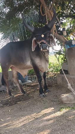 थंबनेल 3