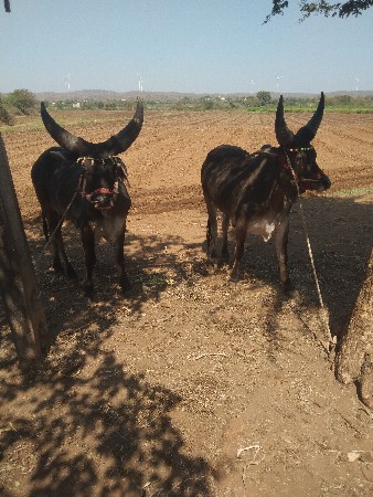 નાથાહમીરલાલકા
