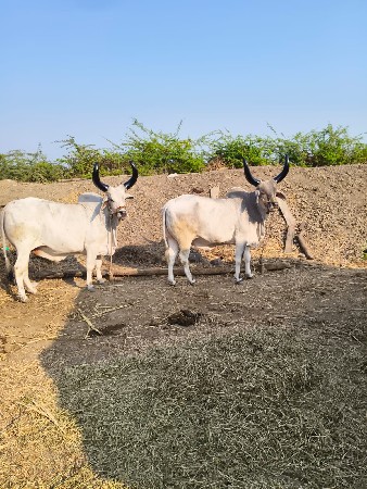 બળદ વેચવાના છે