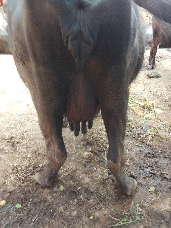 વેચવાની છે