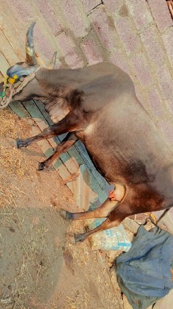 थंबनेल 2