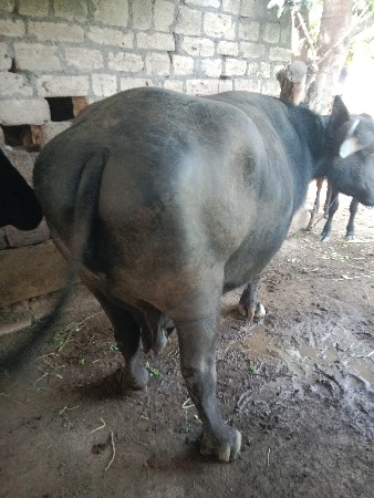 ભેંસ વેચવાની છે