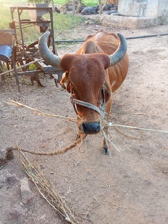 થંબનેલ 3