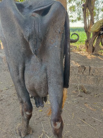 4 વેતર વિયાણ છે