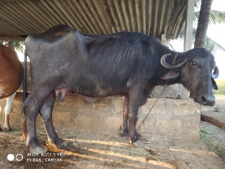 थंबनेल 3