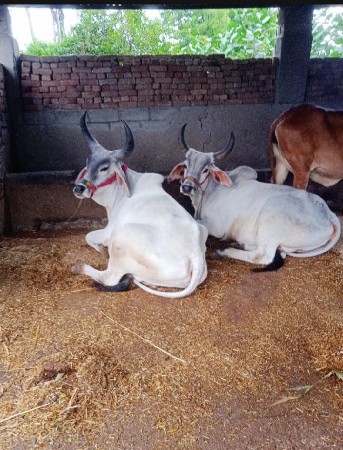 थंबनेल 2