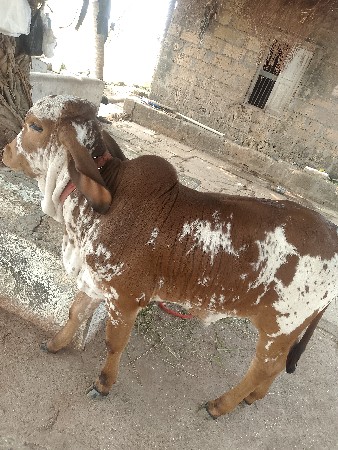 थंबनेल 3