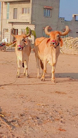 રિદ્ધિ સાથે ધર્મકાળા છે ફુલ જવાબ