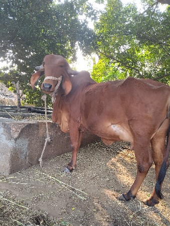 ગાય વેચવાની છે
