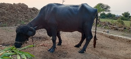 थंबनेल 3