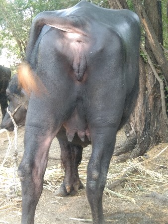 જીલ્લો તાલુકો પોરબંદર ગામ મંડેર પ્