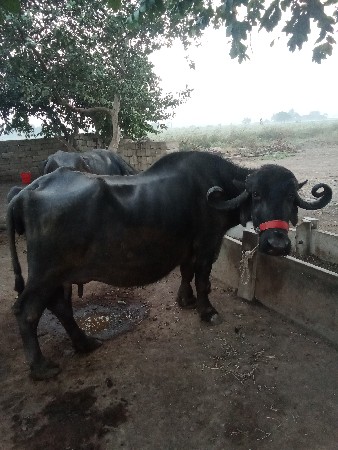 थंबनेल 2