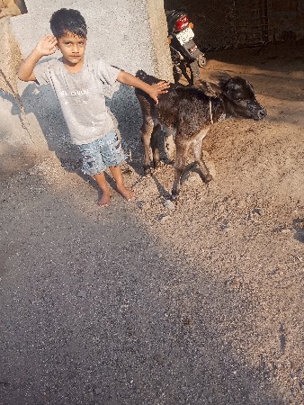 थंबनेल 3