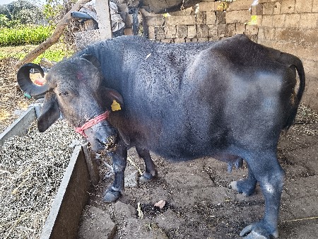 थंबनेल 2