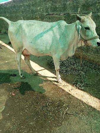 थंबनेल 2