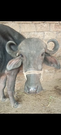 આ ભેંસ વેચવાની છે