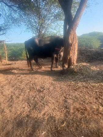 ભેંસ વેચવાની છે