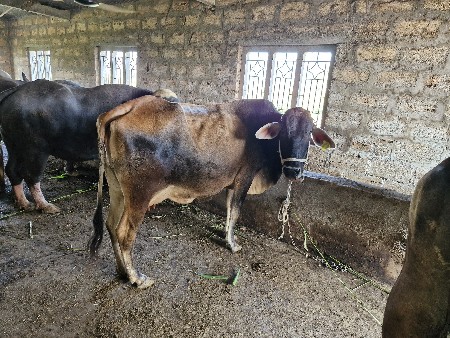 SF કૉર્સ ગાય