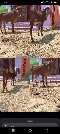 ગીર વાછડીયુ વેચવાની છે