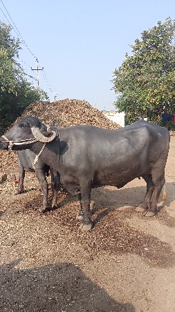 थंबनेल 2