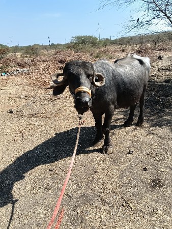 थंबनेल 2